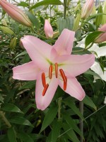 [5383 Sheila VOF VZ No02.JPG]